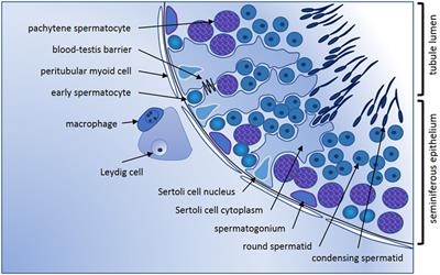 Cytokines in Male Fertility and Reproductive Pathologies: Immunoregulation and Beyond